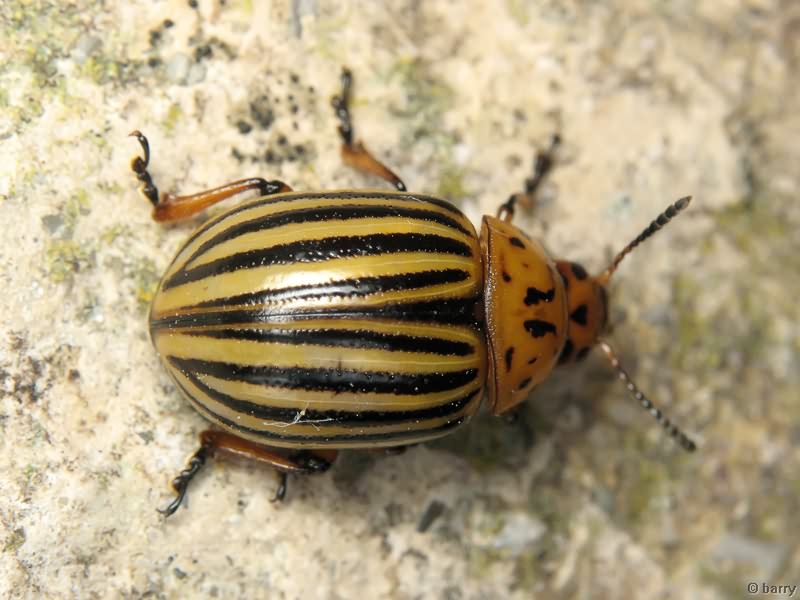 Leptinotarsa decemlineata (Say, 1824)